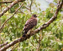 Broad-winged Hawk
